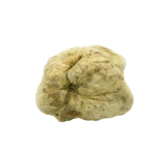White Alba Truffles