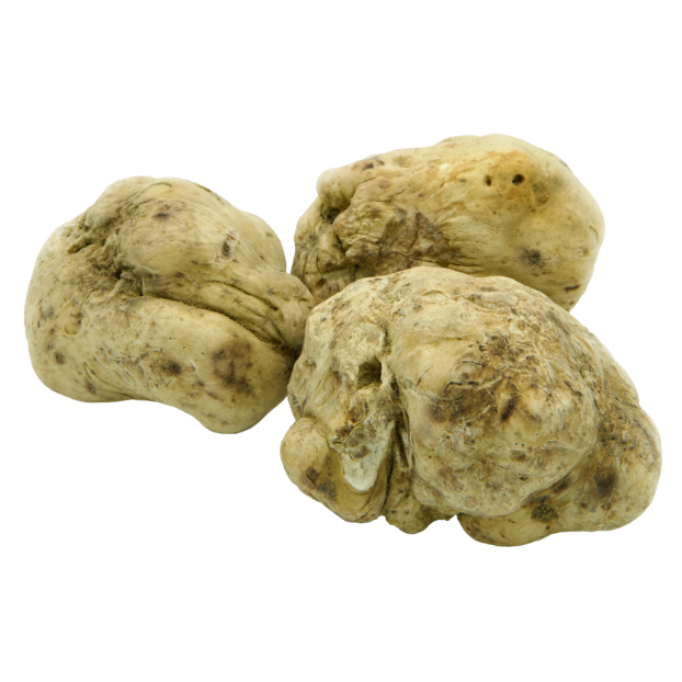White Alba Truffles